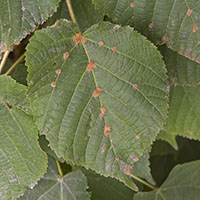 gall Eriophyes exilise